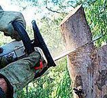 Professional Tree Services in Greenlawn, NY